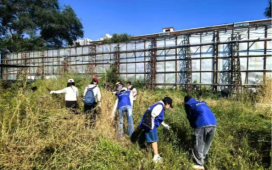 清除蒿草护健康 青年志愿显担当——赛罕区各级团组织开展除蒿草志愿服务活动